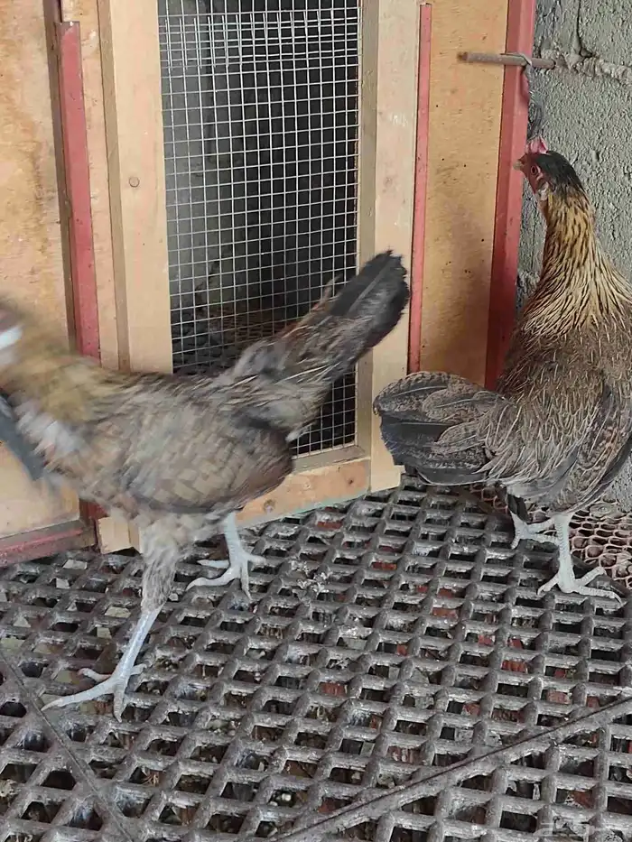 طقم فونكس اصيل لون ترثة 0