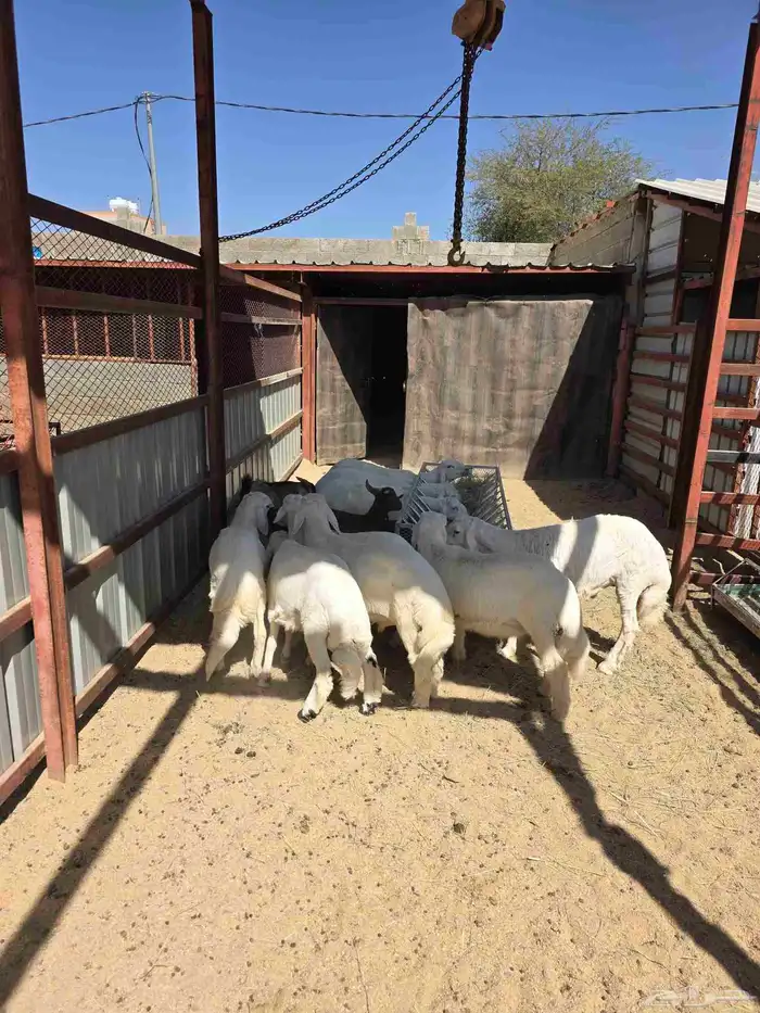 ذبايح مع الذبح والتوصيل 7