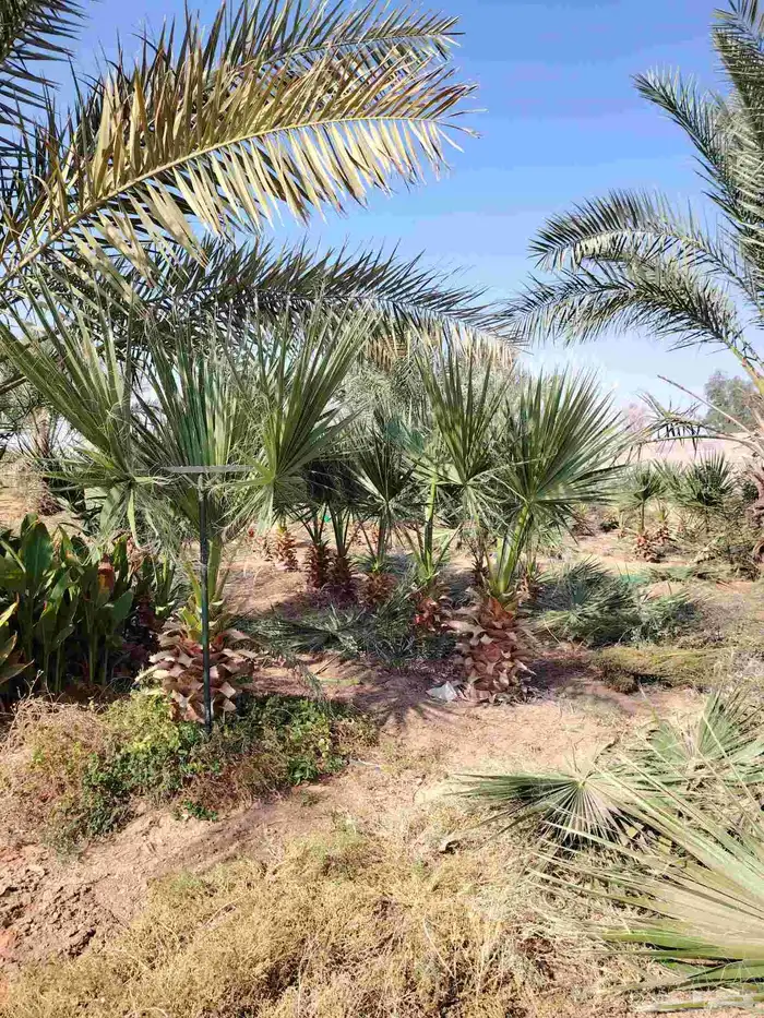 نخل امريكي 2