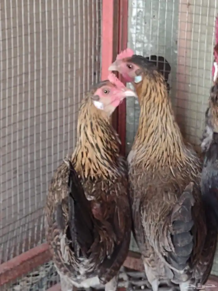 طقم فونكس اصيل لون ترثة 4