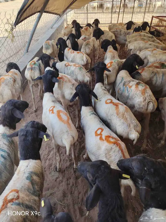 بربرى وتيوس 8