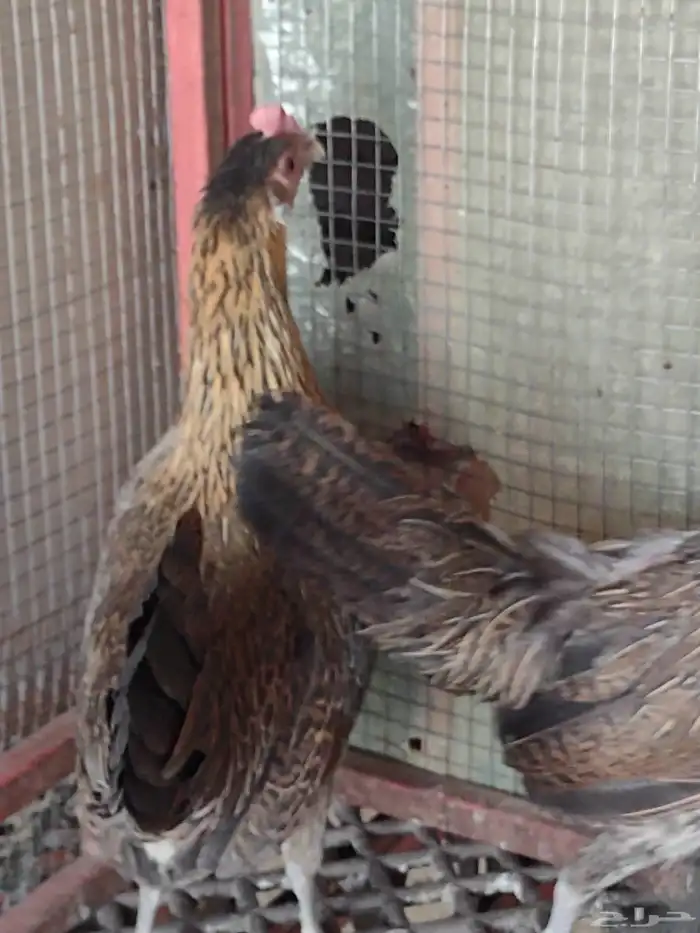 طقم فونكس اصيل لون ترثة 7