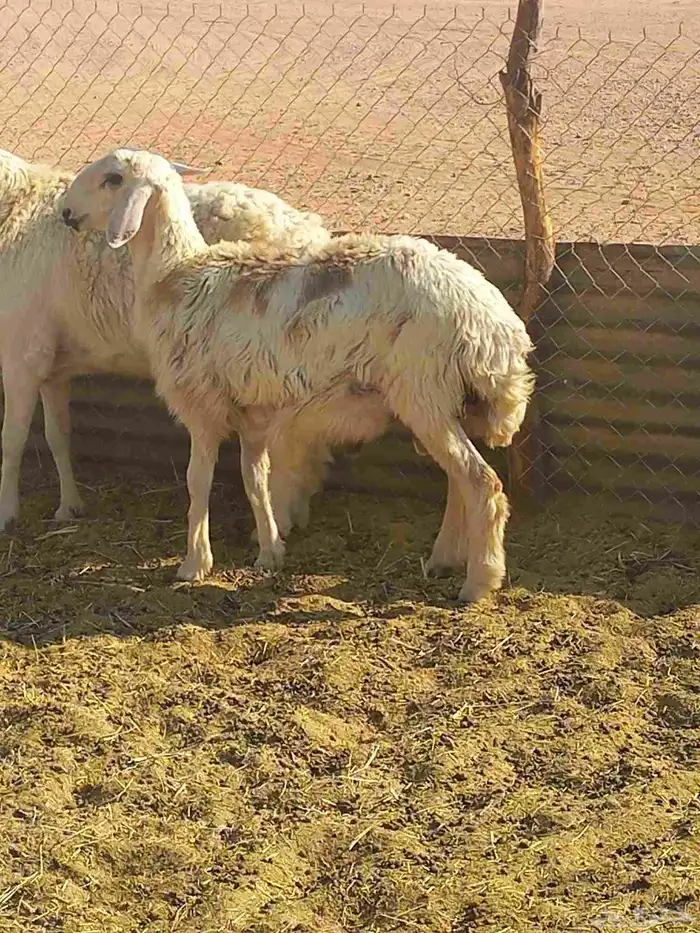 طلي سمين 6 شهور 2