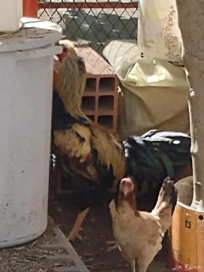 ديك باكستاني اصيل واثنين دجاج بلدي 1