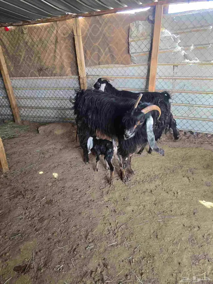 معزا عوارض 3تحتها6 7