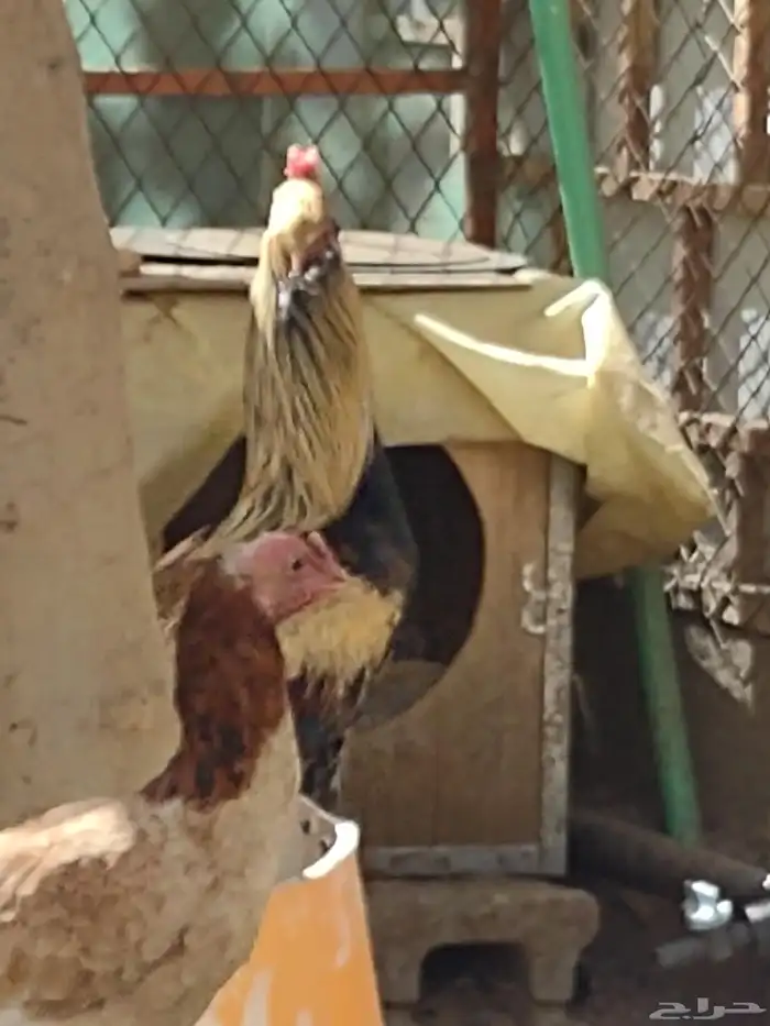 ديك باكستاني اصيل واثنين دجاج بلدي 3