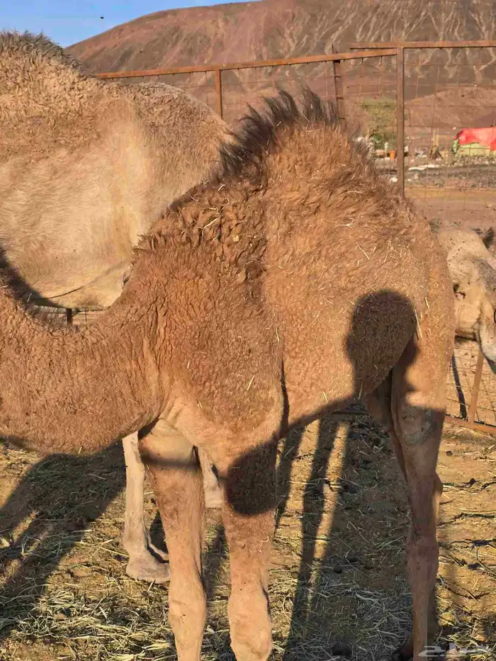 خلفة للبيع 3