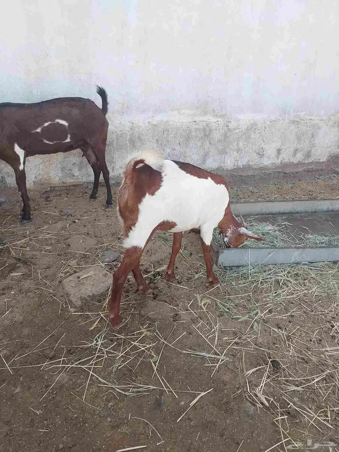 جفير محايلية دفيع 3