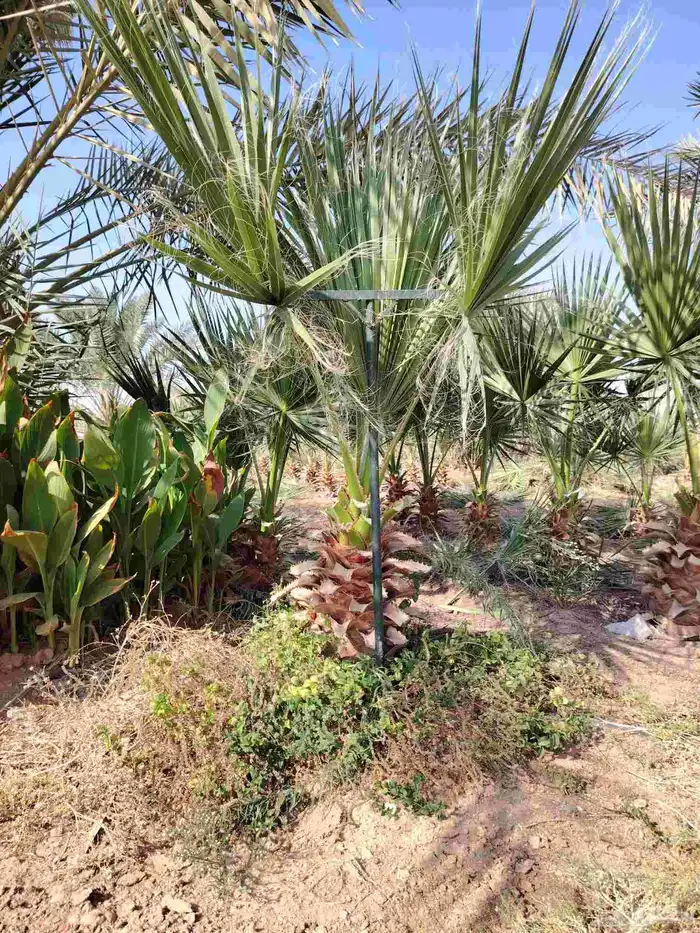 نخل امريكي 3