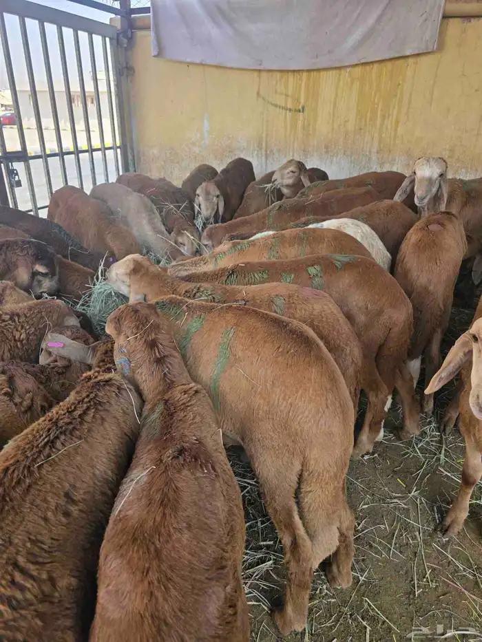 سواكني حمري 0