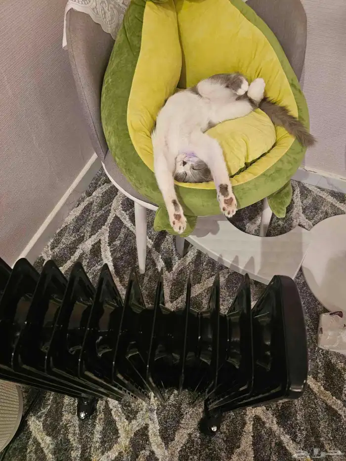 قطة للتبني مجانا ذكر عمره أربعة شهور 0