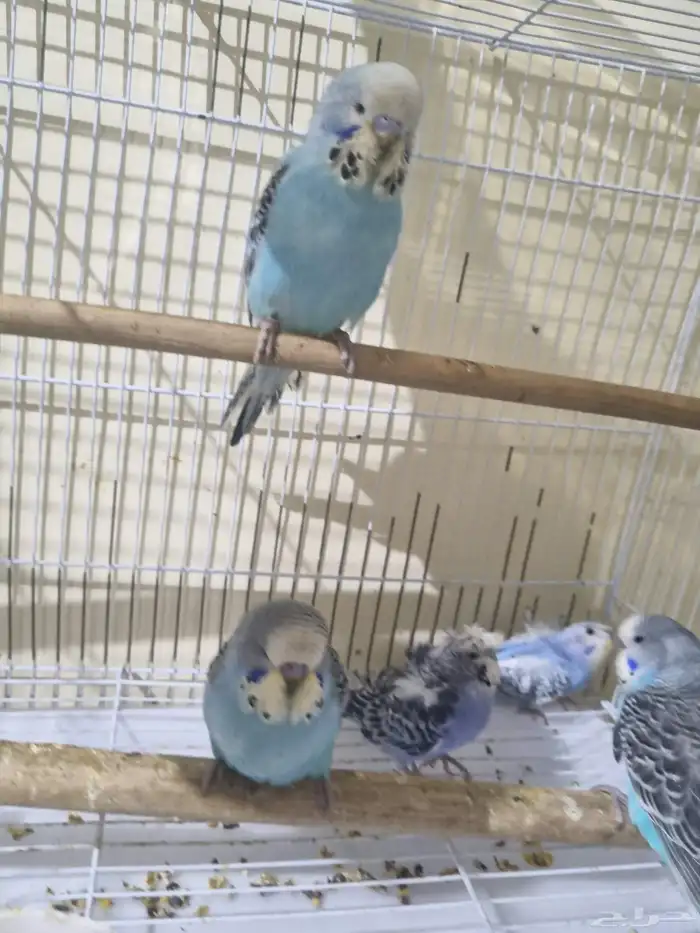 فروخ هوقو وانجليزي 3