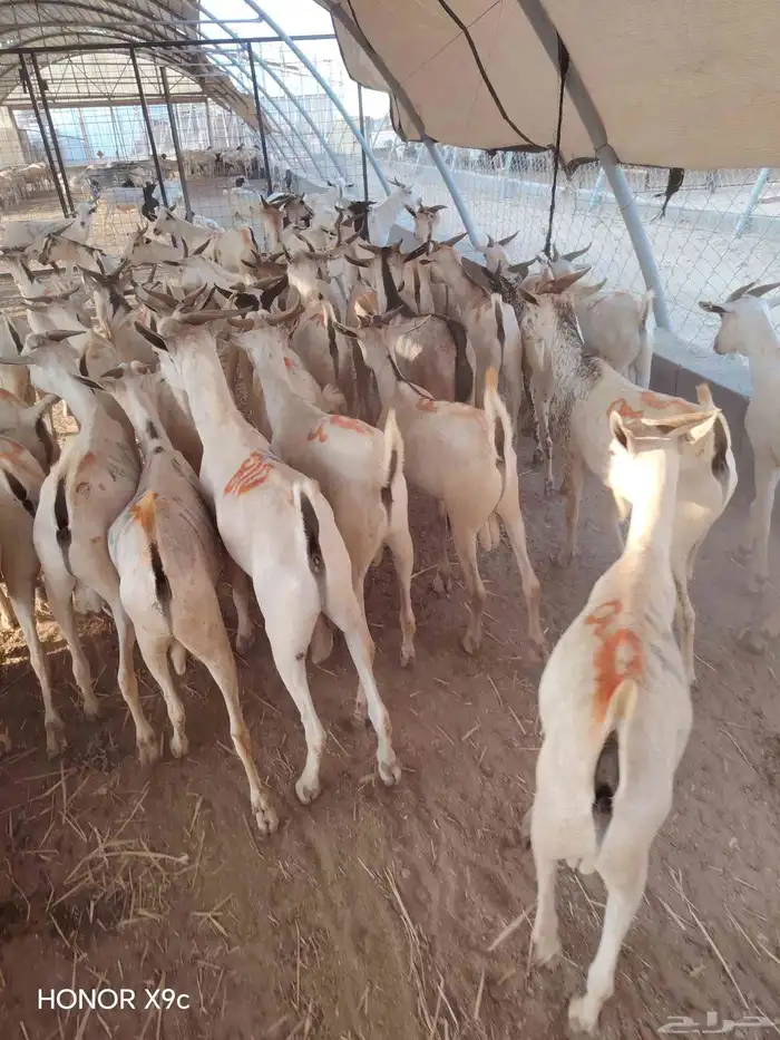 بربرى وتيوس 2