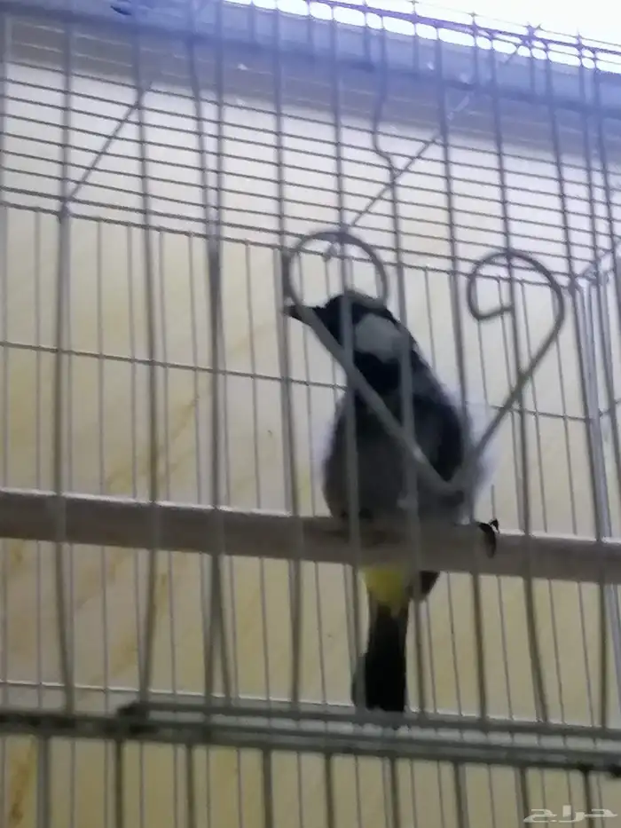 للبيع عصفور بلبول أنثى ركبته علا ذكر أنتجت عندي بس باضت م 5