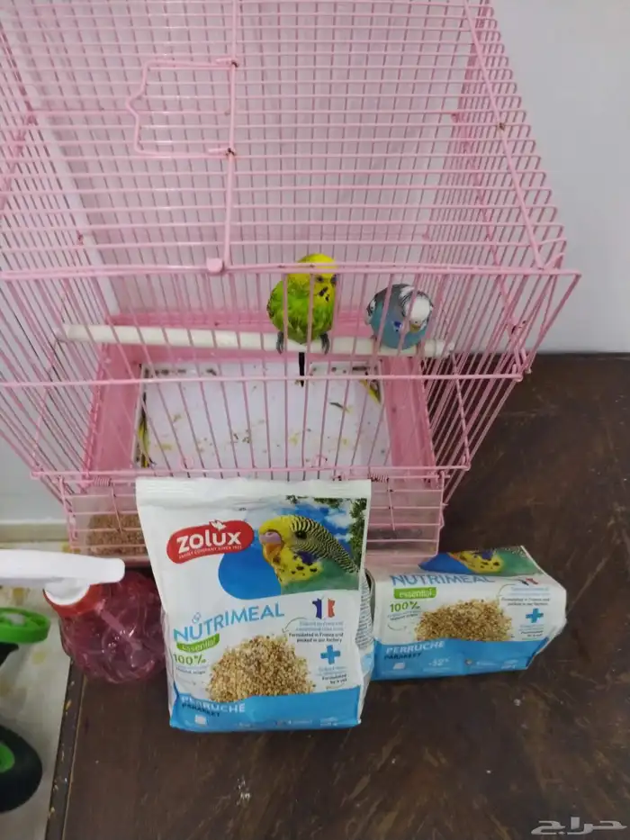 عصفور للبيع جوز 0