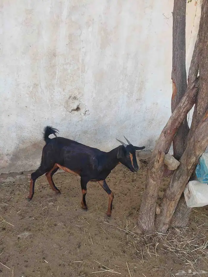 جفير محايلية دفيع 0