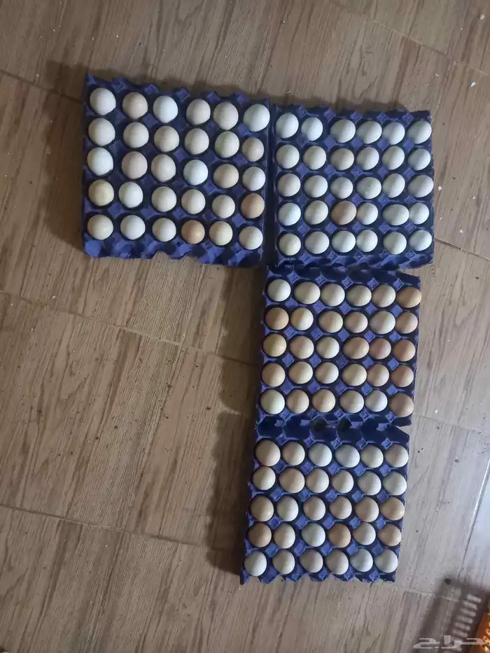 بسم الله موجود دجاج موجود بيض كميه موجود دجاج صغير موجود بط 1