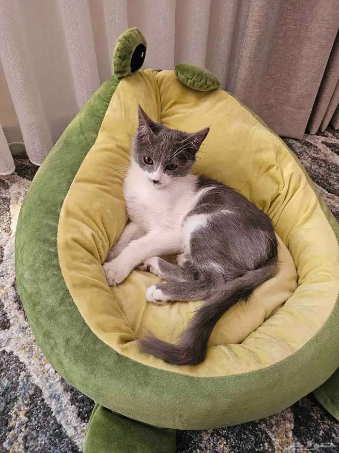 قطة للتبني مجانا ذكر عمره أربعة شهور 1