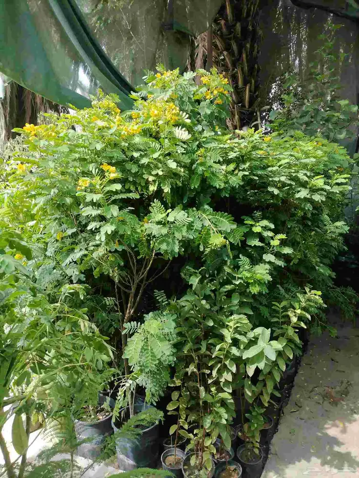 زرع طبيعي وثيل طبيعي وتيل طبيعي وشبكات الري ومشتل زراعية 4