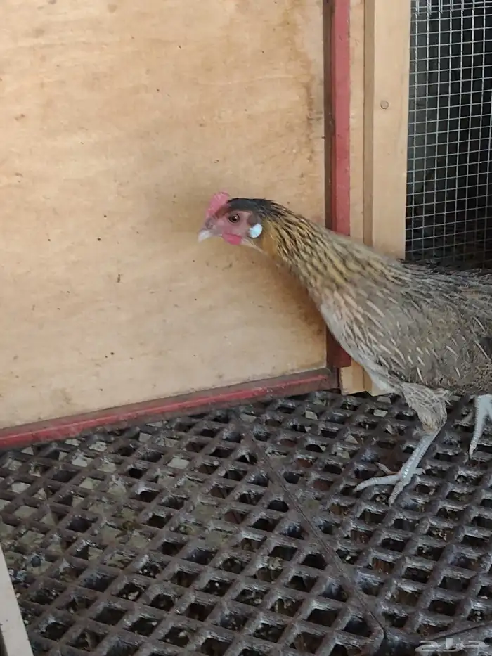 طقم فونكس اصيل لون ترثة 1