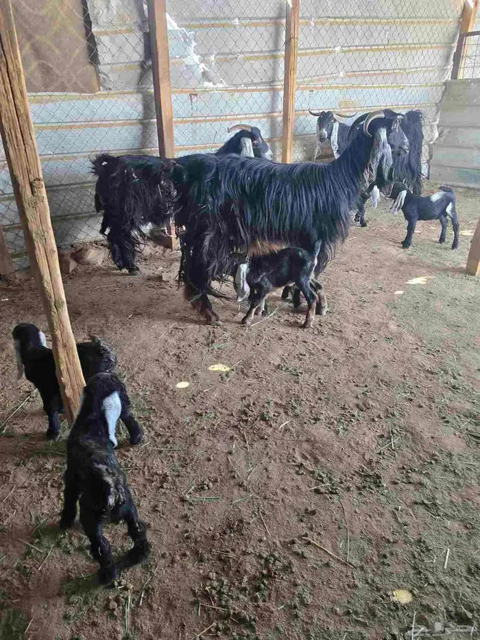 معزا عوارض 3تحتها6 3