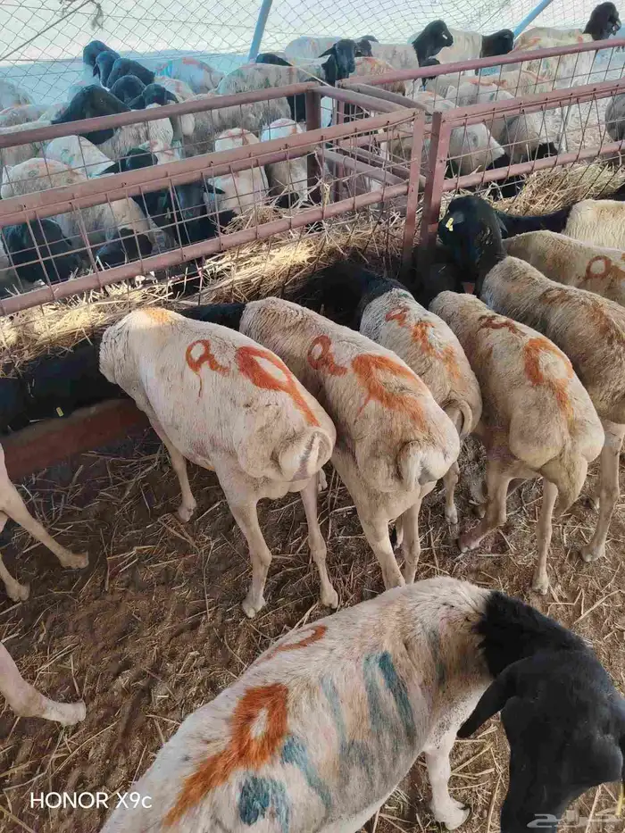 بربرى وتيوس 9