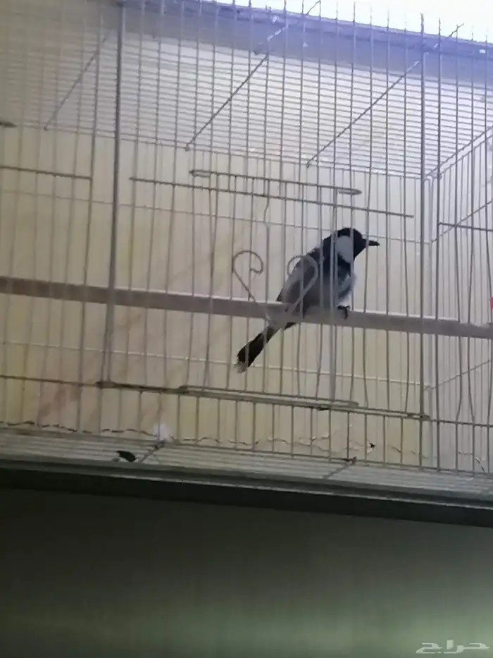 للبيع عصفور بلبول أنثى ركبته علا ذكر أنتجت عندي بس باضت م 4