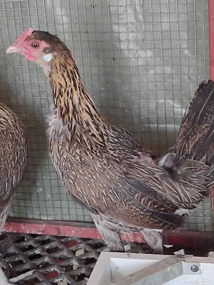 طقم فونكس اصيل لون ترثة 6