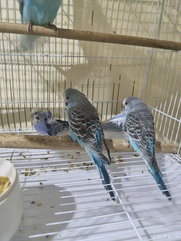 فروخ هوقو وانجليزي 1