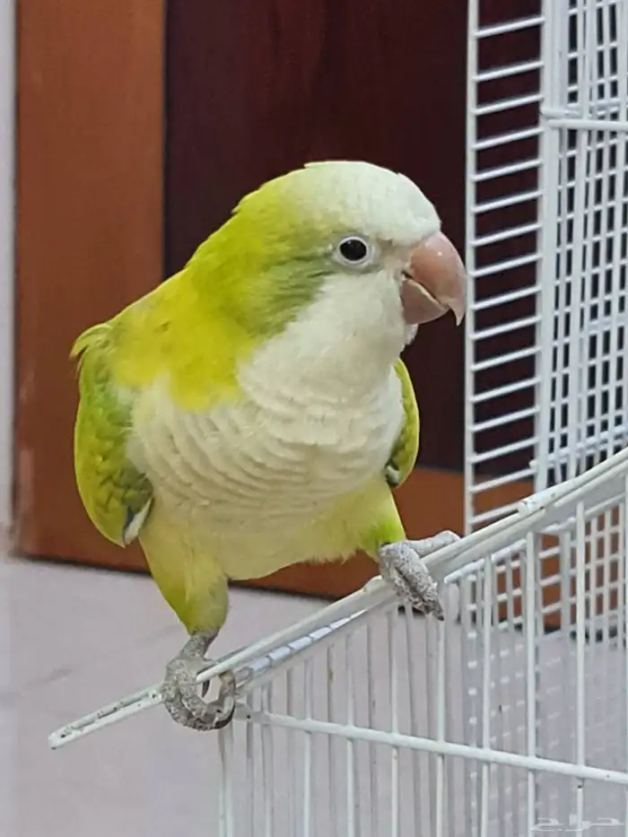 كويكر ( غير أليف ) 1