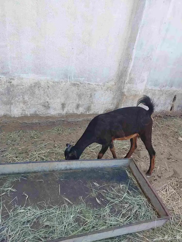 جفير محايلية دفيع 2