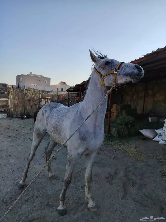 حصان واهو عمره سنتين الارتفاع 7 بلكات السلامه شرط 0