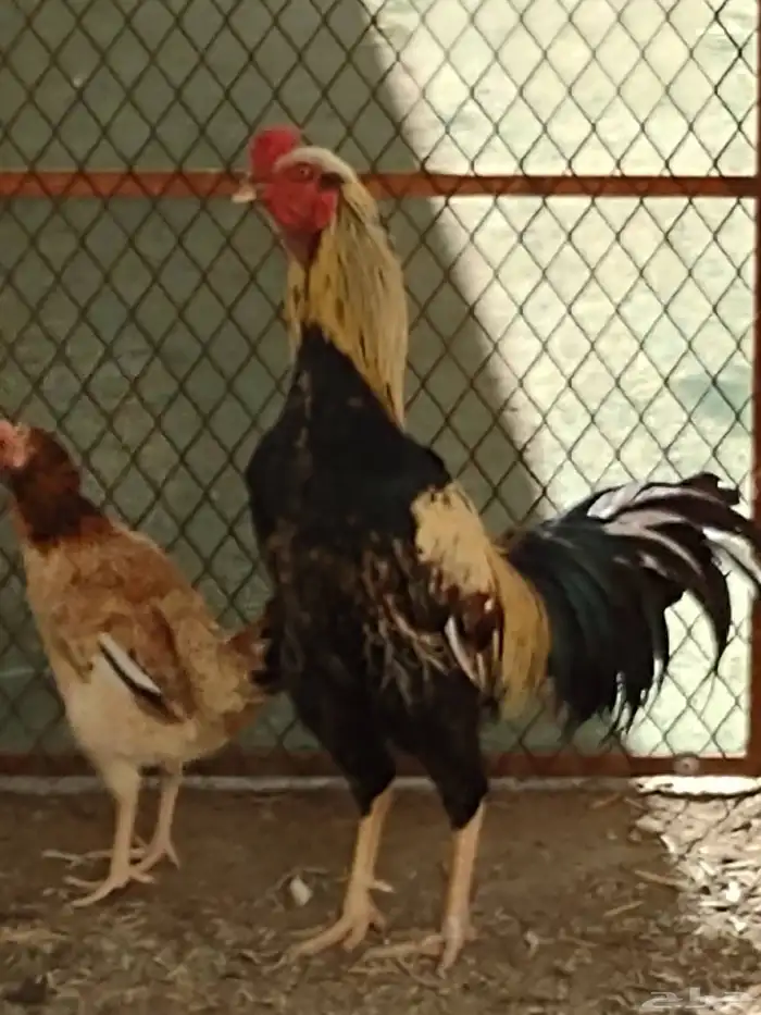 ديك باكستاني اصيل واثنين دجاج بلدي 0