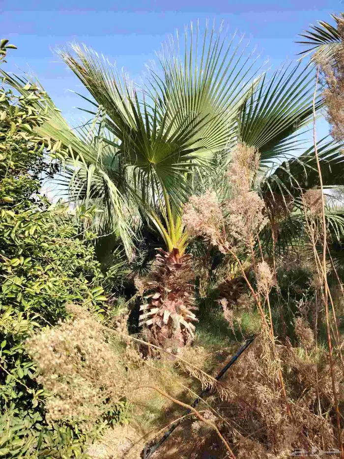 نخل امريكي 0