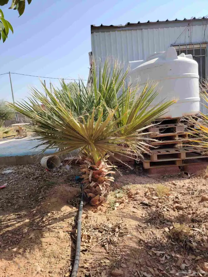 نخل امريكي 4