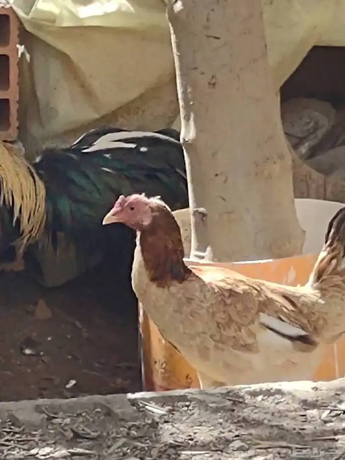 ديك باكستاني اصيل واثنين دجاج بلدي 5