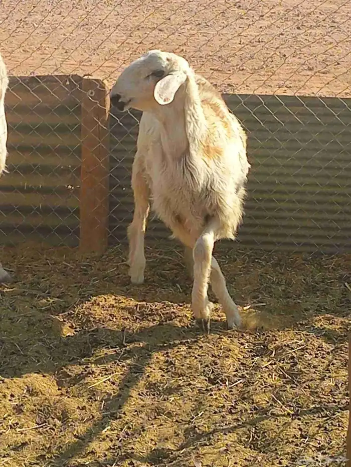 طلي سمين 6 شهور 3