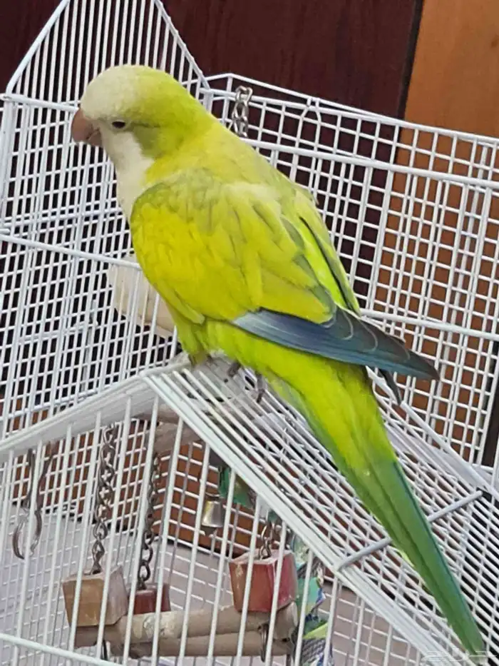 كويكر ( غير أليف ) 3