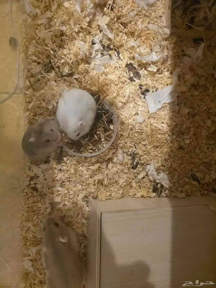 هامسترين ونتر وايت 0