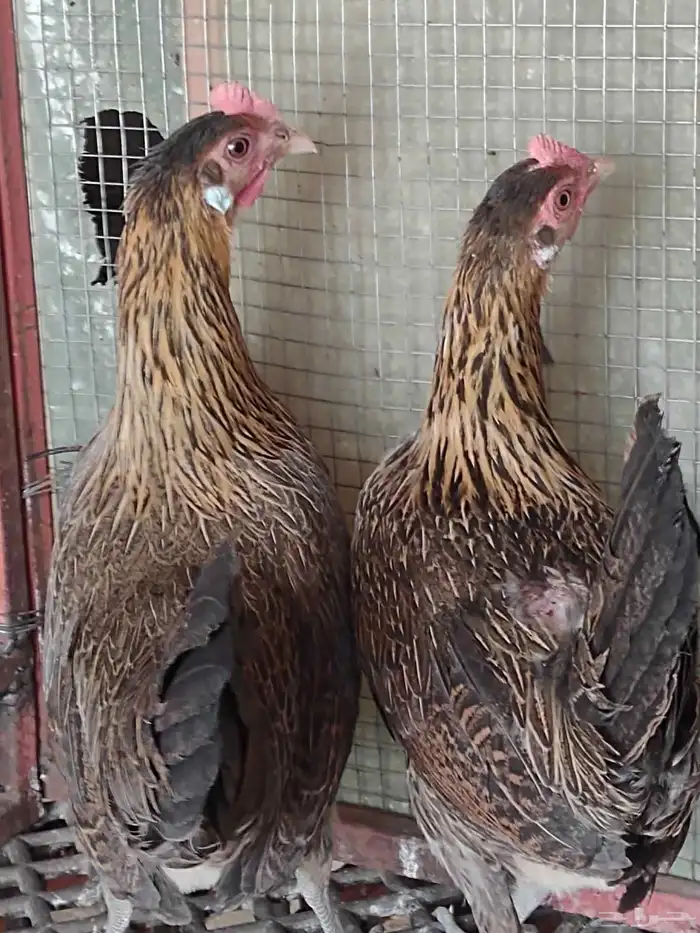 طقم فونكس اصيل لون ترثة 8