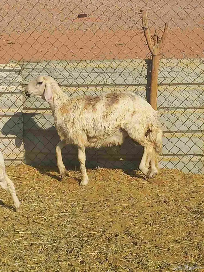 طلي سمين 6 شهور 1