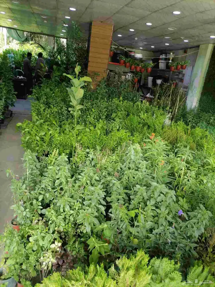 زرع طبيعي وثيل طبيعي وتيل طبيعي وشبكات الري ومشتل زراعية 5