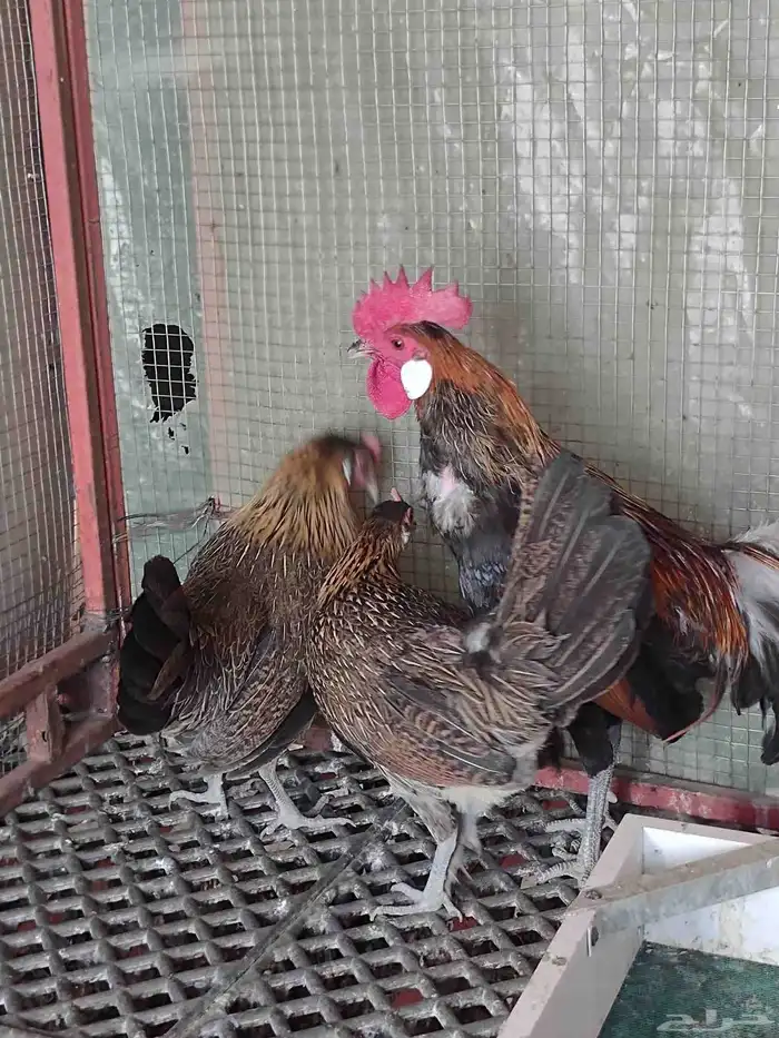 طقم فونكس اصيل لون ترثة 3