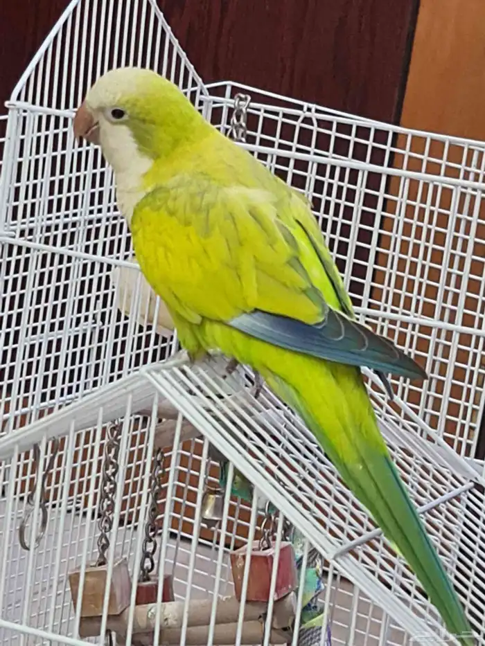 كويكر ( غير أليف ) 2