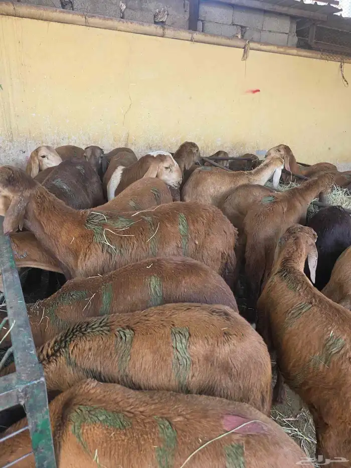 سواكني حمري 1