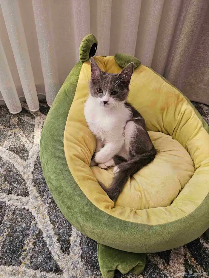 قطة للتبني مجانا ذكر عمره أربعة شهور 2