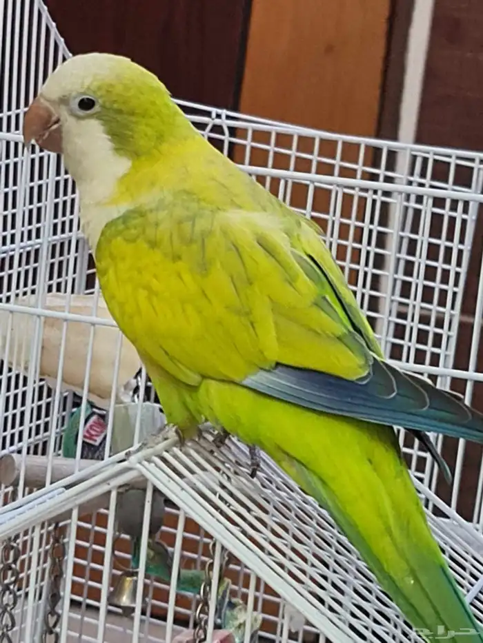 كويكر ( غير أليف ) 0