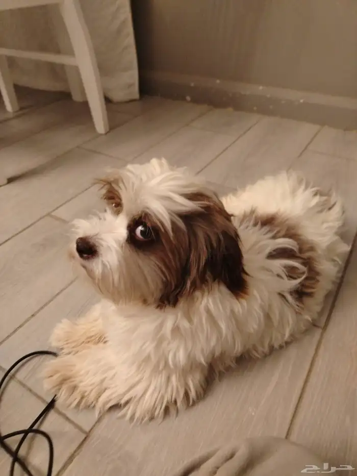 كلب ملتيز عمرة سبعه شهور لطيف مطلوب فوق اربعه وعلى السوم 0