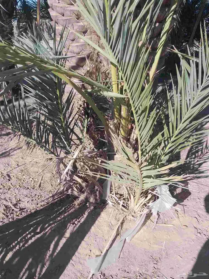 يوجد جثيثه مثمر بياض نجران وفيها أربع فسائل 0