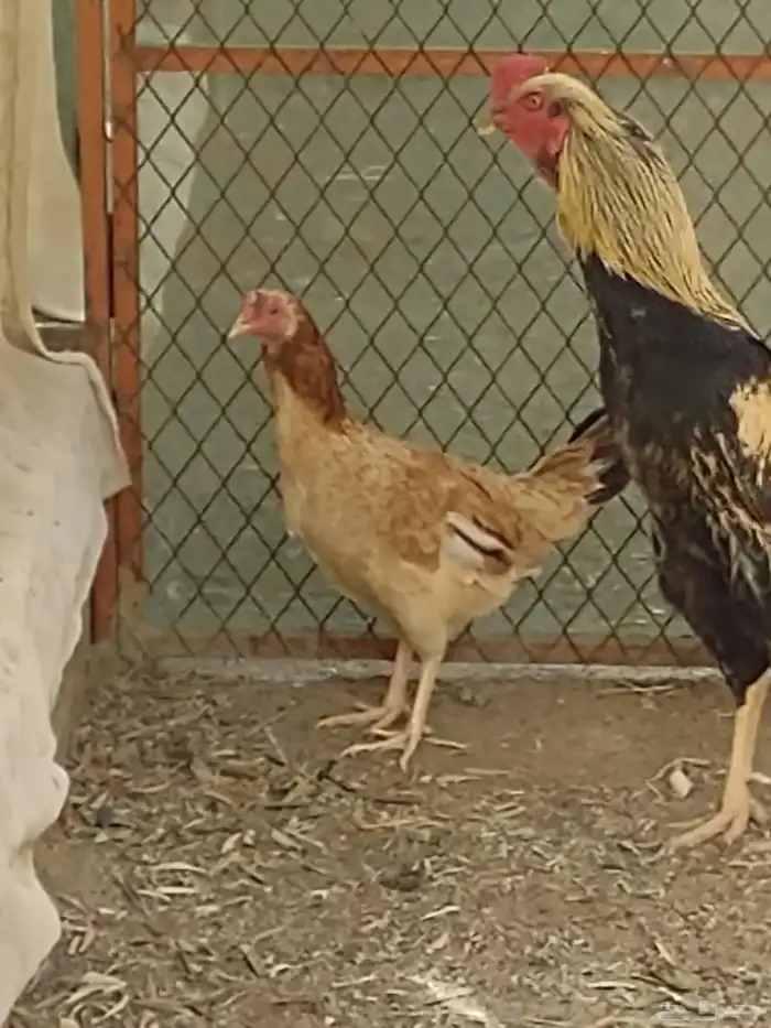 ديك باكستاني اصيل واثنين دجاج بلدي 2